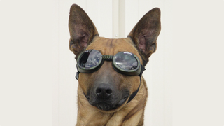 Illustration for article titled 7 Tools to Build the World's Greatest POLICE DOG
